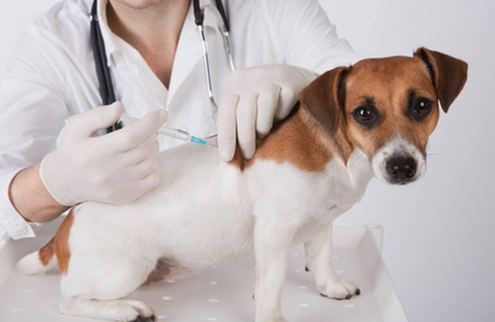 Foto: V sobotu prebehne hromadné očkovanie psov a mačiek proti besnote