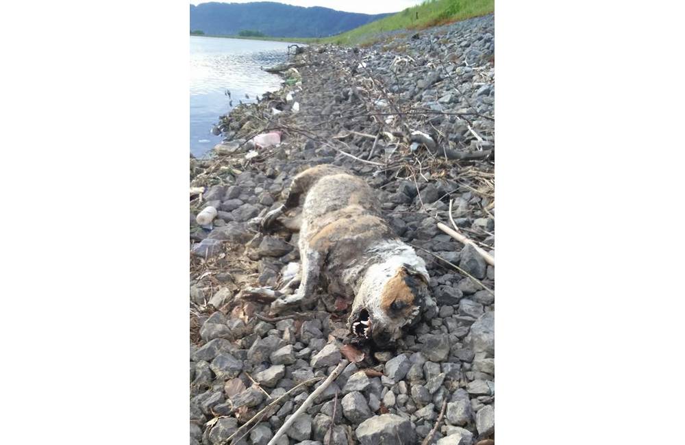 Foto: Pri vychádzke na vodnom diele našli mŕtveho psa, mestská polícia im však nepomohla