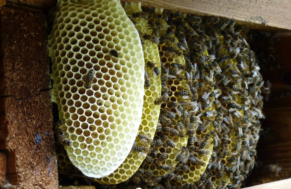Foto: Mestský med a žilinské úle - nájdete ich v priestoroch Žilinskej univerzity