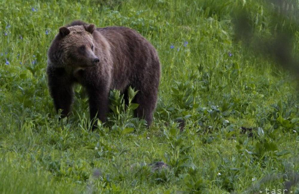 Foto: Obyvatelia v Trnovom spozorovali medveďa v blízkosti obytnej zóny