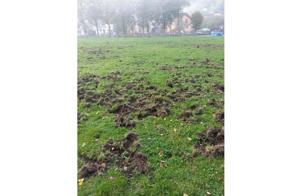 Foto: Na futbalovom ihrisku vo Vraní si cez víkend zahrali diviaky. Takto dopadol trávnik