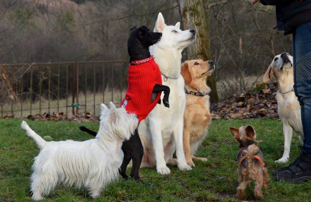 Foto: Túlavé psi - problém, ktorí musia riešiť obce aj zo zákona