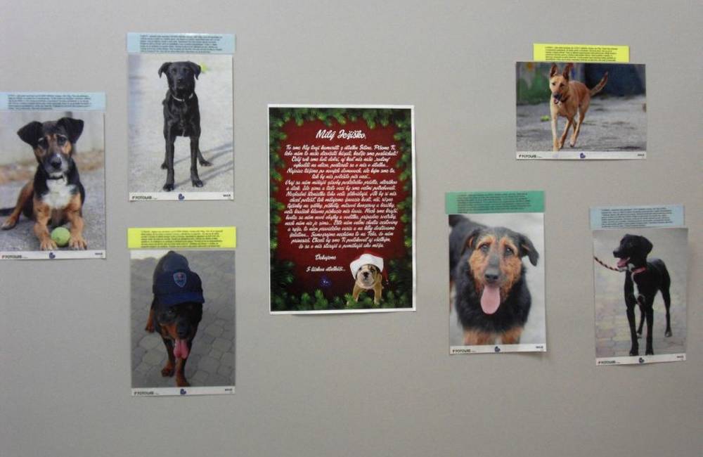 Foto: Výstava štvornohých kamarátov a zbierka na pomoc psíkom z útulku
