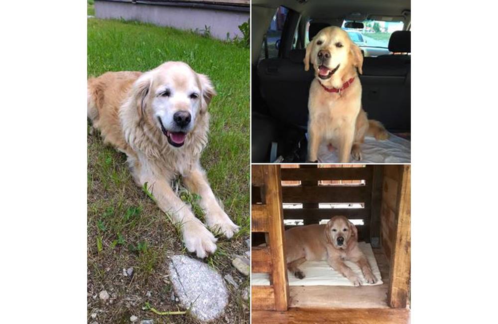 Foto: Stratil sa pes Guliver, majiteľka Barbora prosí o pomoc pri hľadaní