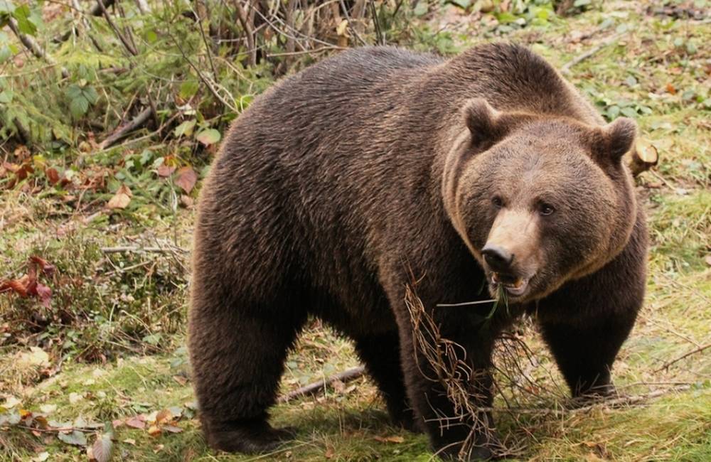 Foto: Muža uhryzol vo Vrícku medveď, na mieste zasahovala aj polícia