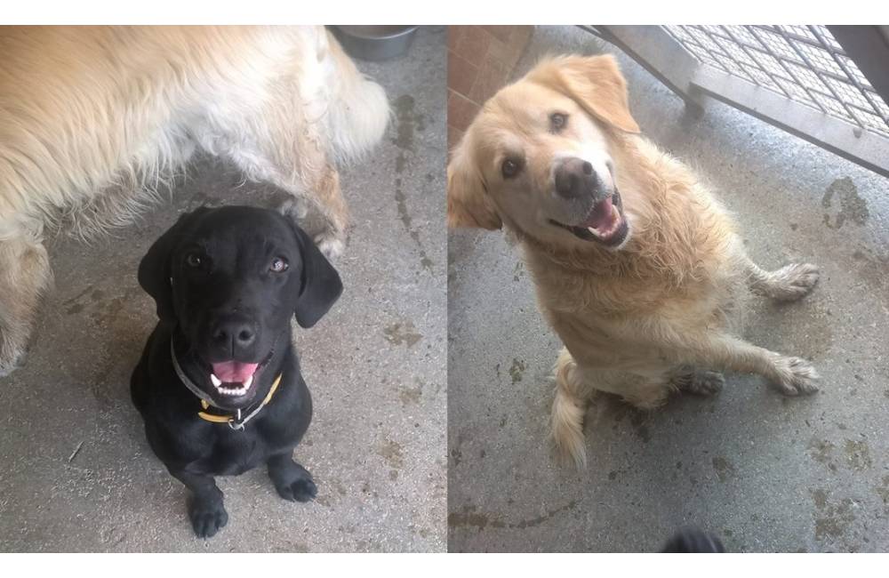 Foto: Tieto psíky hľadajú majiteľa, nepoznáte ich?
