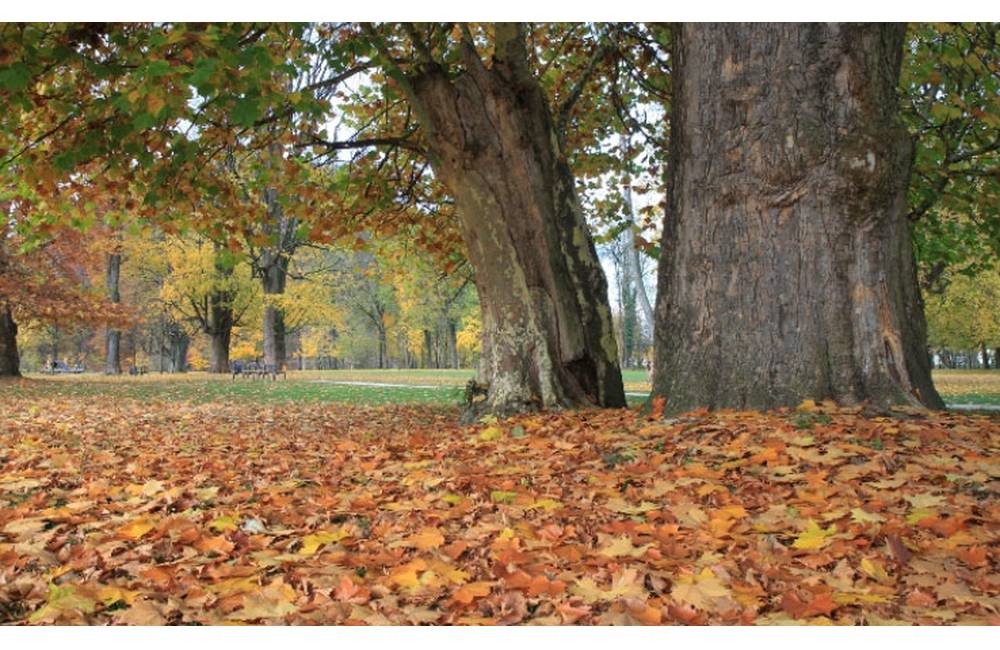 Platan v Budatínskom parku by sa mohol stať Stromom roka 2016
