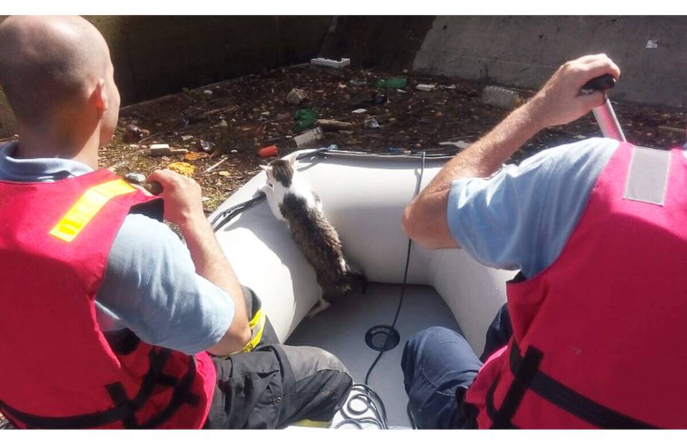 Foto: Na Vodnom diele hasiči zachraňovali topiacu sa mačku, priplavili sa na člne
