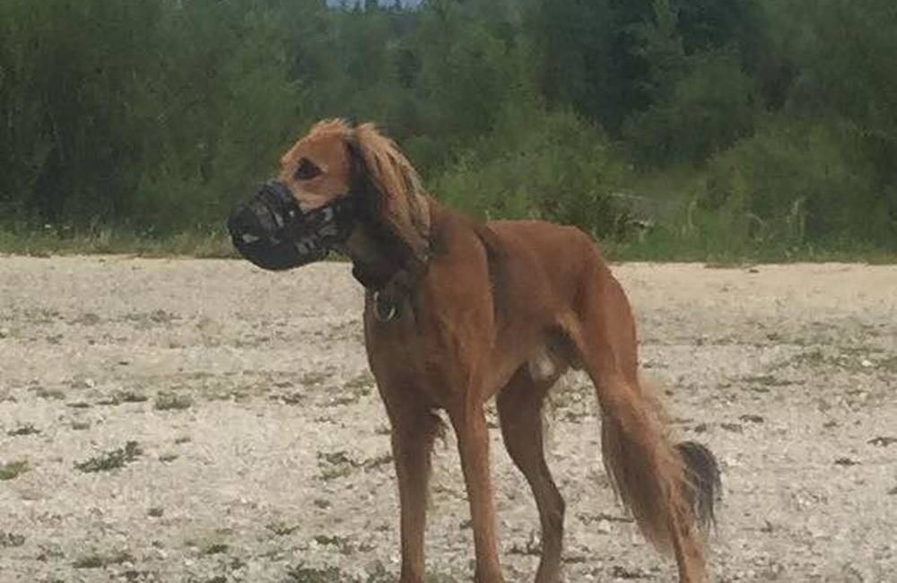 Foto: Stratený psík Alex sa našiel, vďaka patrí všetkým čitateľom
