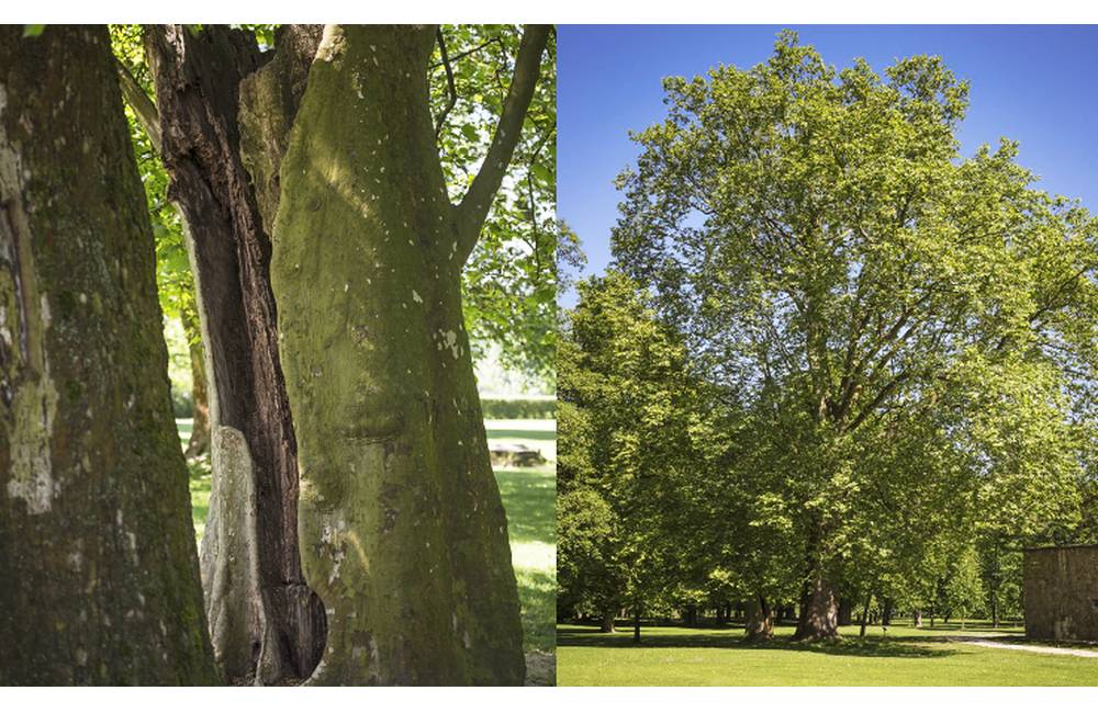 Foto: 270-ročný Platan javorolistý z Budatínskeho parku môže byť stromom roka, nachádza sa vo finále
