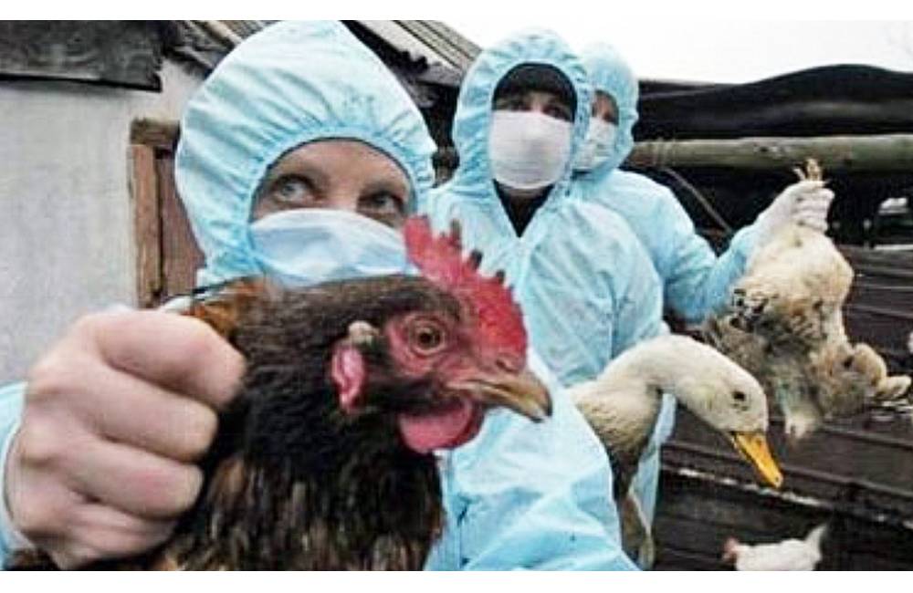 Foto: Regionálna správa potvrdila vtáčiu chrípku v Žilinskej Lehote, typ vírusu nie je prenosný na ľudí