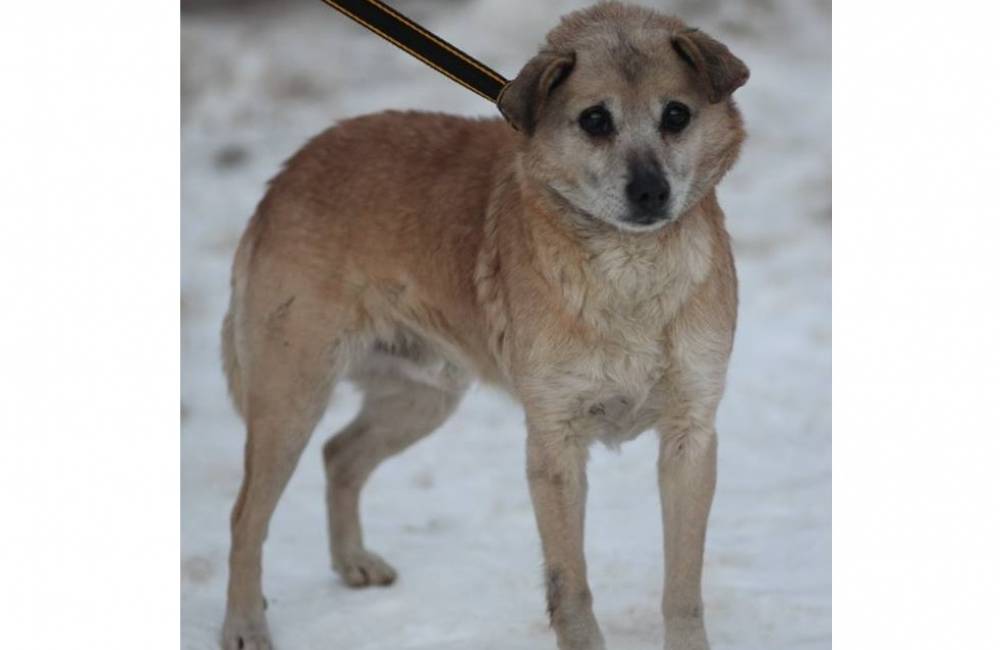 Foto: Slepého psíka si adoptovali, no museli ho vrátiť, teraz opäť hľadá nový domov
