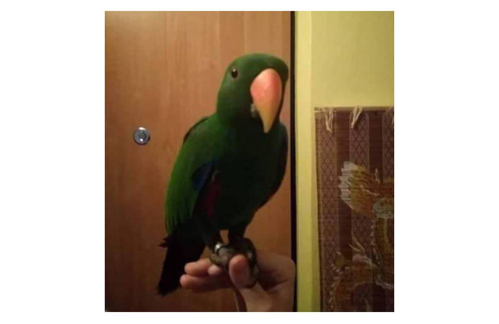 Foto: Na Vlčincoch sa na 1. apríla stratil rozprávajúci papagáj menom Shrek, majiteľka ponúka odmenu