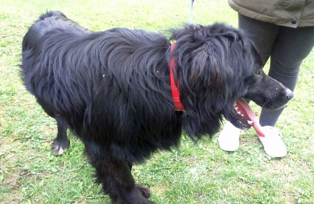 Foto: Tohto psíka našli pri obci Strečno, ak sa nenájde jeho majiteľ, budú ho musieť utratiť
