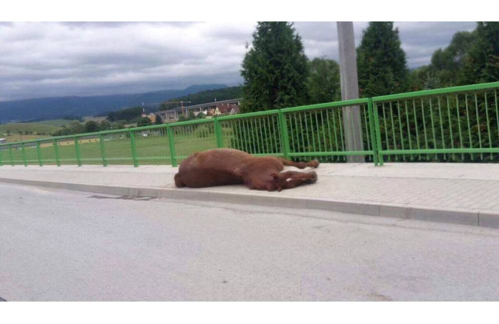 Foto: V obci Bitarová našli pri ceste nehybne ležiaceho koňa