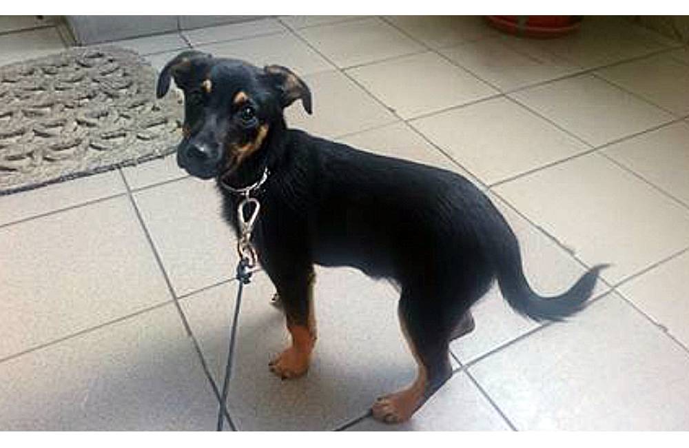 Na Vodnom diele sa včera našiel mladý psík, majiteľ môže kontaktovať Mestskú políciu v Žiline