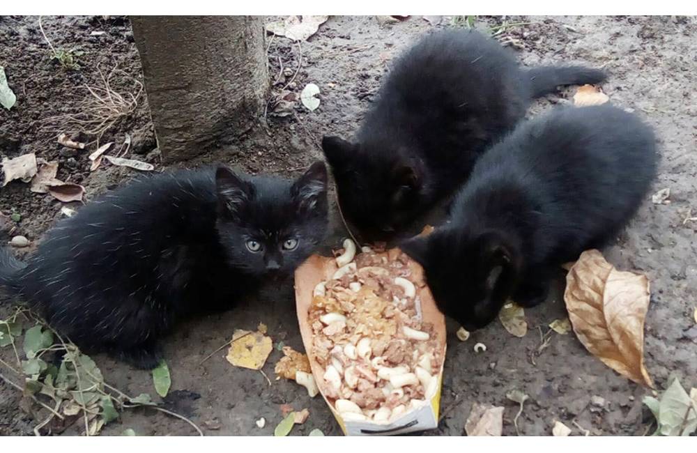 Tieto tri čierne mačiatka hľadajú dočasnú opateru v interiérových priestoroch
