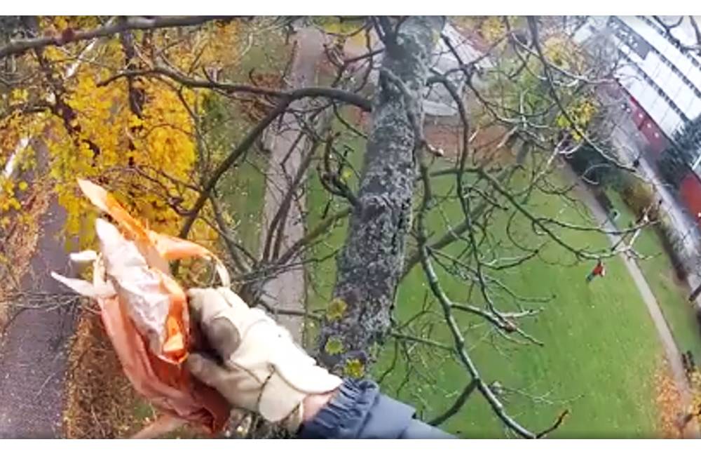 VIDEO: Dobrovoľníci z Ekocentra Lesopark zvešiavali zo stromov v Sade SNP zachytené lampióny