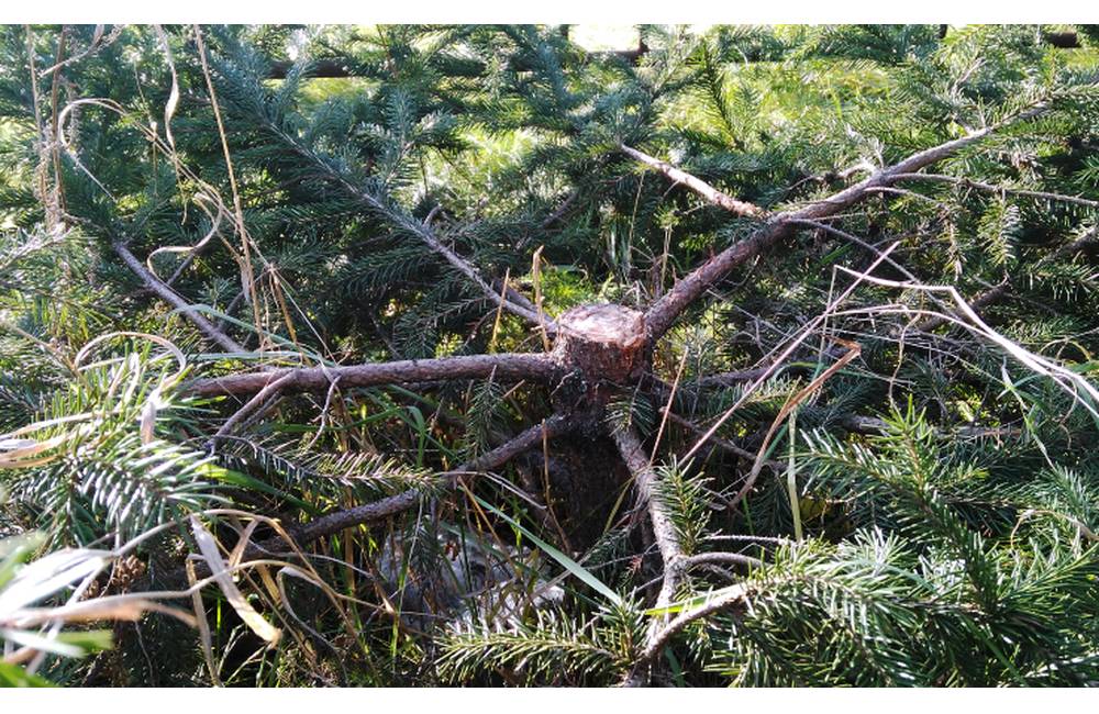 Za vianočnú obeť padol aj mladý stromček na žilinskom sídlisku Hliny, neznámy páchateľ ho zrúbal