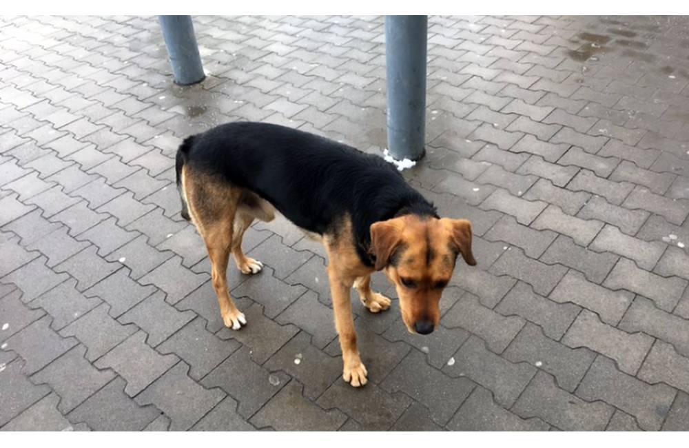 AKTUÁLNE: Pri TESCU na Solinkách sa nachádza stratený psík Beky