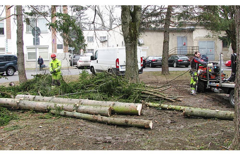 Vo Fakultnej nemocnici s poliklinikou v Žiline odstraňujú nebezpečné stromy