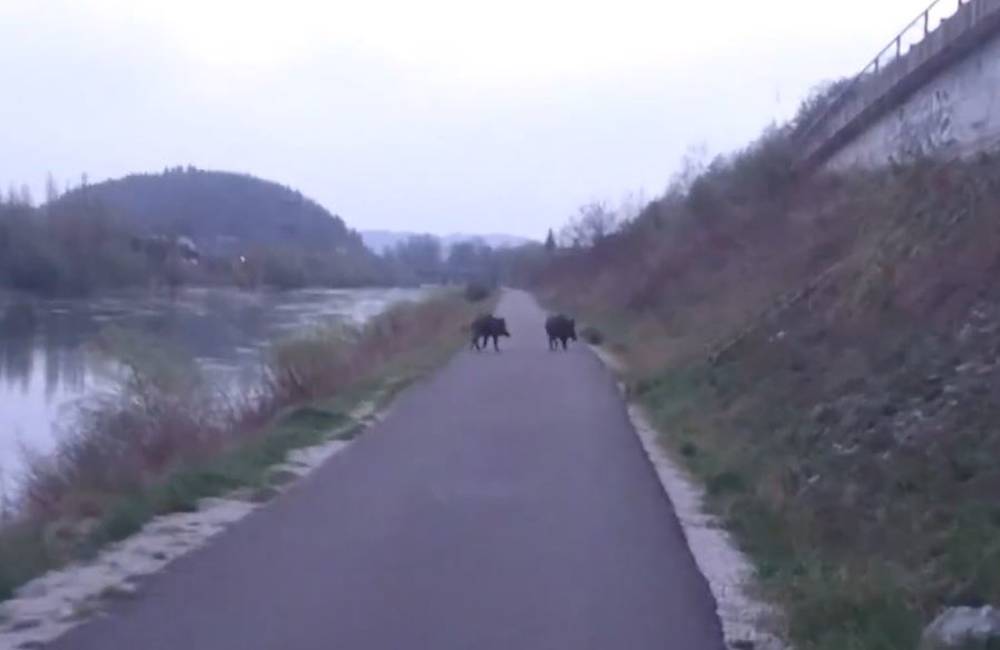VIDEO: Diviaky sa pohybujú po brehoch Váhu aj po ceste či chodníku medzi Solinkami a Vlčincami