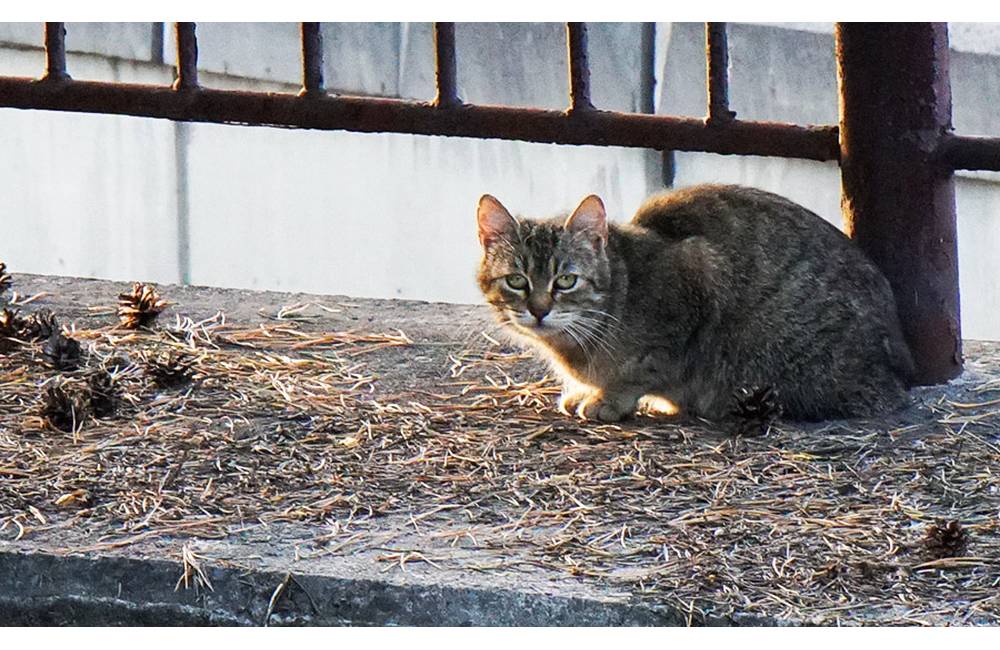 V Žiline premiérovo kastrovali pouličné mačky, dobrovoľníci odchytili 64 "tulákov"