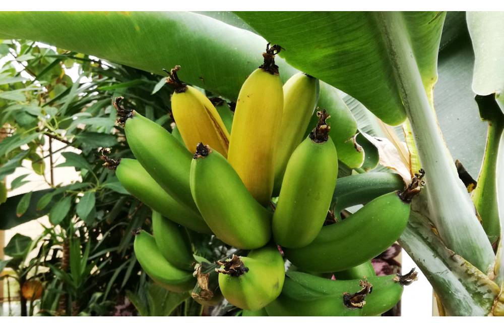 Foto: Miroslavovi dozreli banány v exotickej záhrade v Marčeku, rodia mu aj kávovníky či kiwi