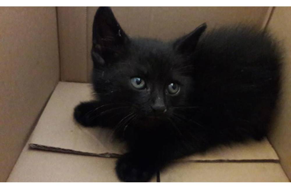 V centre Žiliny na Mariánskom námestí našli čierne mačiatko, záujemca si ho môže adoptovať