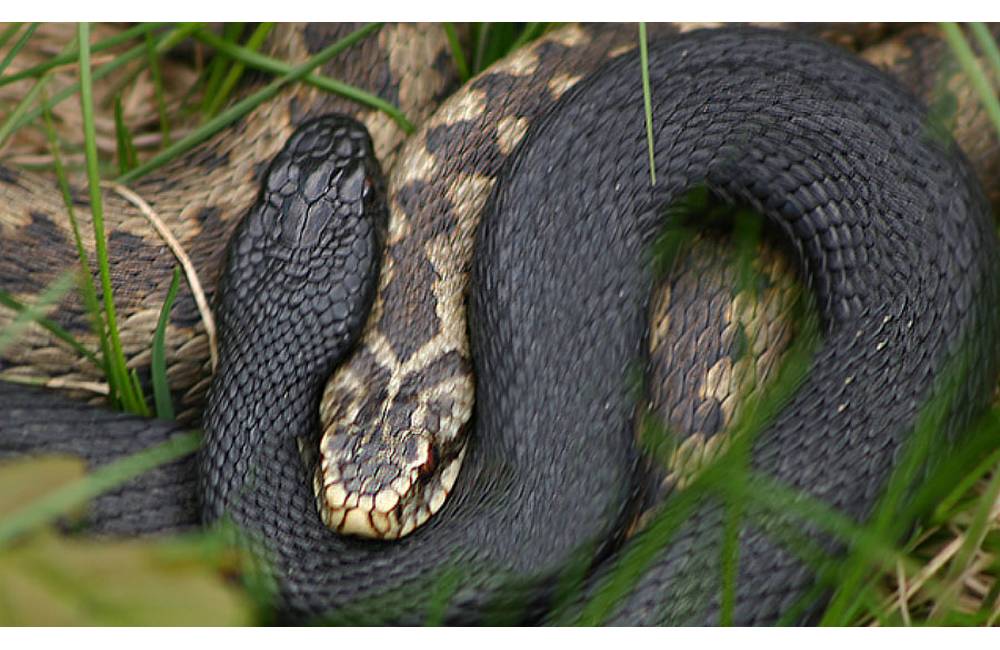 Správcovia Národného parku Malá Fatra opäť dementujú fámy o tom, že do prírody vypúšťajú hady