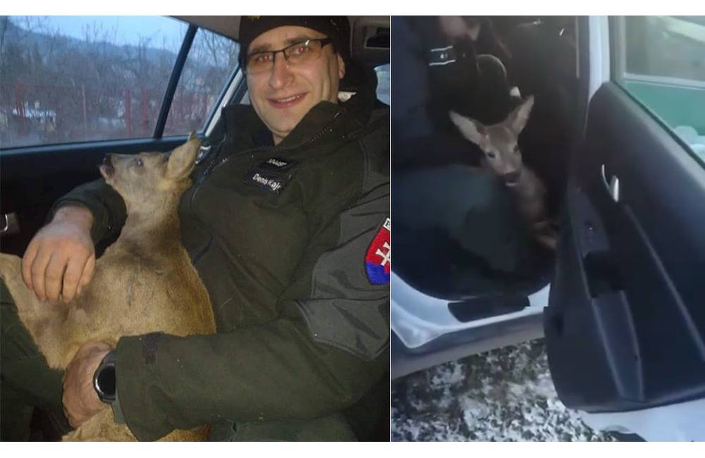VIDEO: Ružomberskí policajti vyslobodili srnčeka zaseknutého v bráne a autom ho previezli do prírody