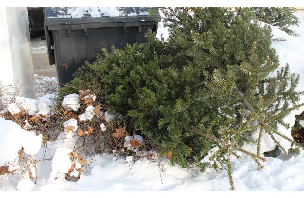 Od pondelka začne zber vianočných stromčekov, v Žiline ho môžete odzdobený odložiť pri kontajneroch