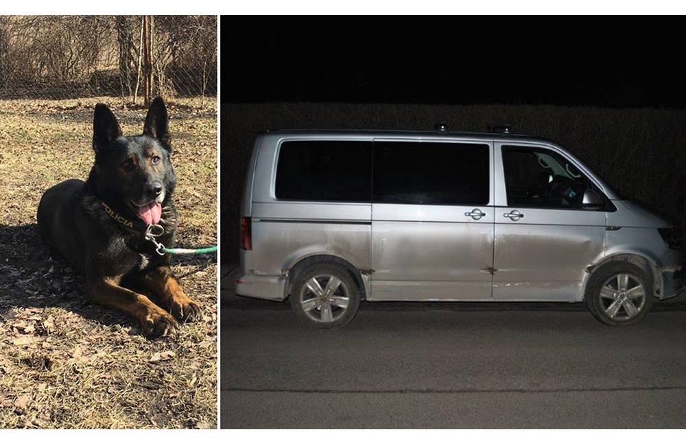 Policajný pes Zambor pomohol vypátrať 23-ročného Poliaka, ktorý šoféroval a poškodil cudzie auto