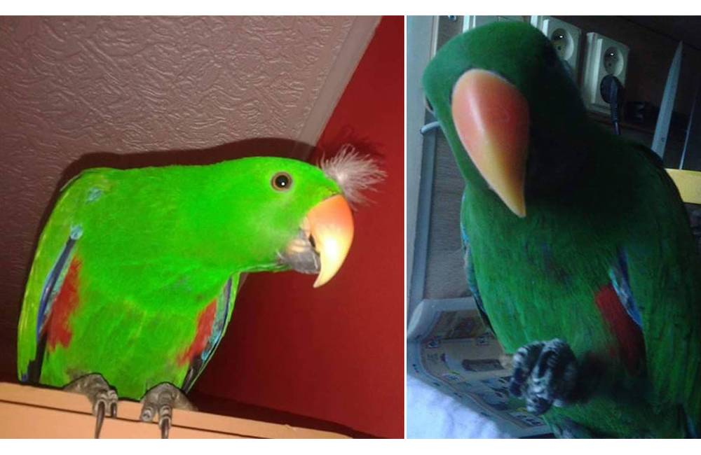 V mestskej časti Bánová uletel včera hovoriaci papagáj Shrek, majiteľka ponúka odmenu za nájdenie