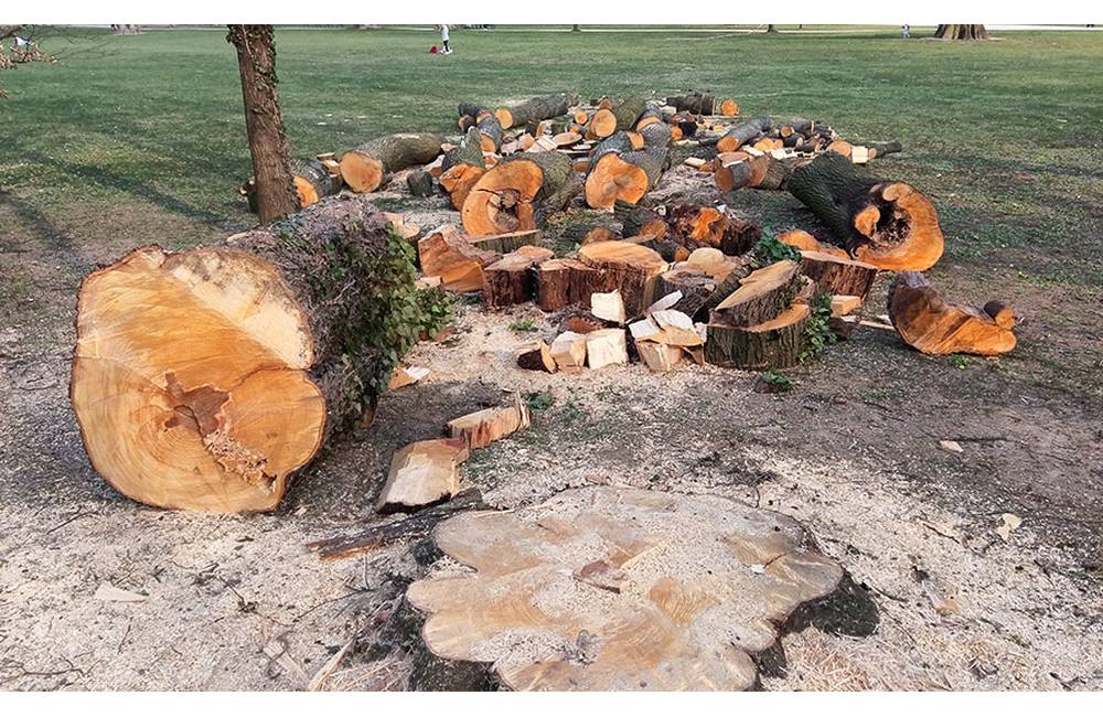 V areáli Budatínskeho parku vyrúbali dva stromy napadnuté hnilobou, išlo o havarijnú situáciu