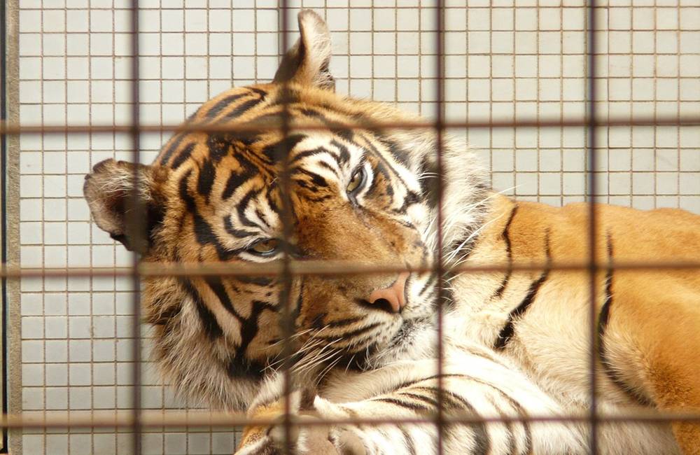 VIDEO: V mini ZOO pri Žiline uhryzol tiger 29-ročnú ženu, tá utrpela rozsiahle poranenia ruky