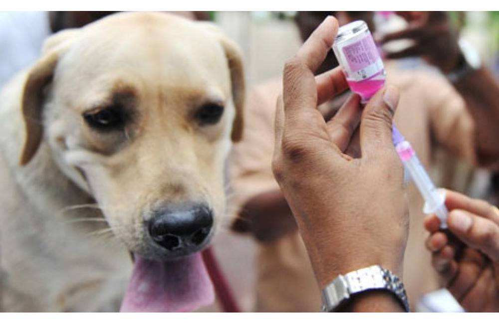 V stredu 29. mája sa uskutoční očkovanie psov a mačiek proti besnote v Strážove a Žilinskej Lehote