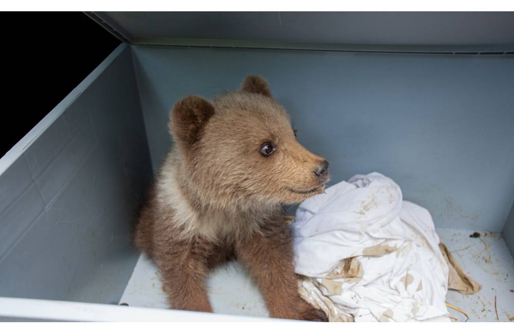 Pracovníkom Správy NP Veľká Fatra sa podarila adopcia malého medvieďaťa náhradnej matke