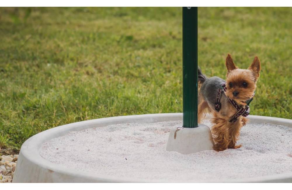 Príjmy z dane za psa v Žiline budú viazané na vznik infraštruktúry pre psíčkarov či podporu útulkov