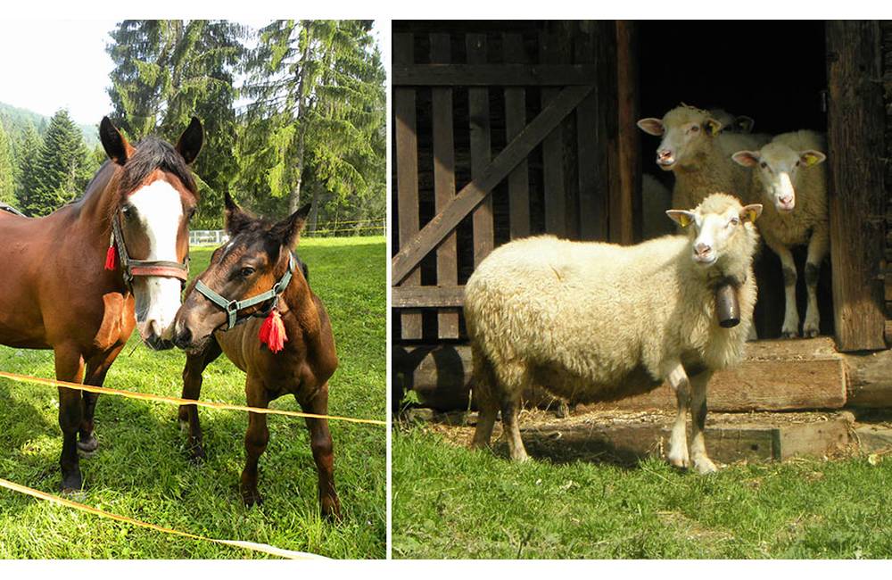 Foto: V Skanzene Nová Bystrica - Vychylovka je pripravený celodenný program venovaný ovčiarskemu remeslu