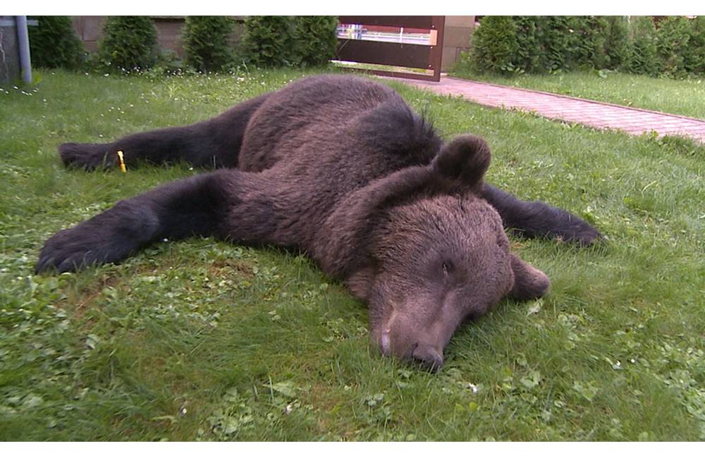 Na diaľnici pri Dolnom Hričove našli ležať zrazeného medveďa, zviera vážilo vyše 100 kilogramov