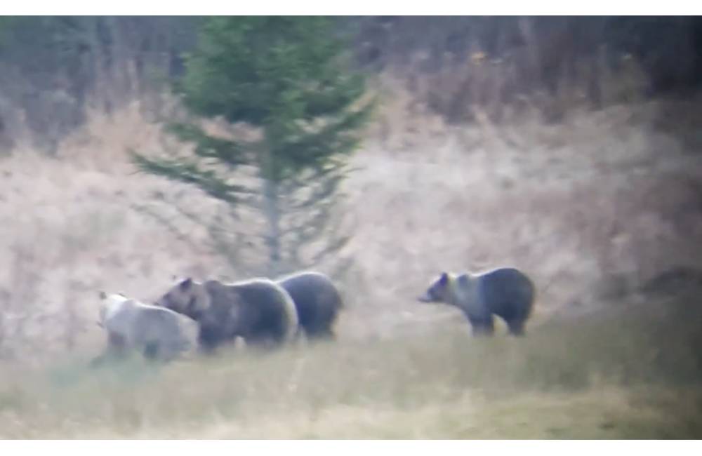 VIDEO: Medvedí strážcovia na Oraviciach, lesník ich zachytil mobilom a ďalekohľadom
