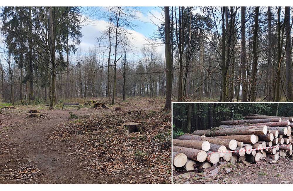 V žilinskom lesoparku vyrúbali stromy napadnuté lykožrútom, na ploche vysadili nové sadenice