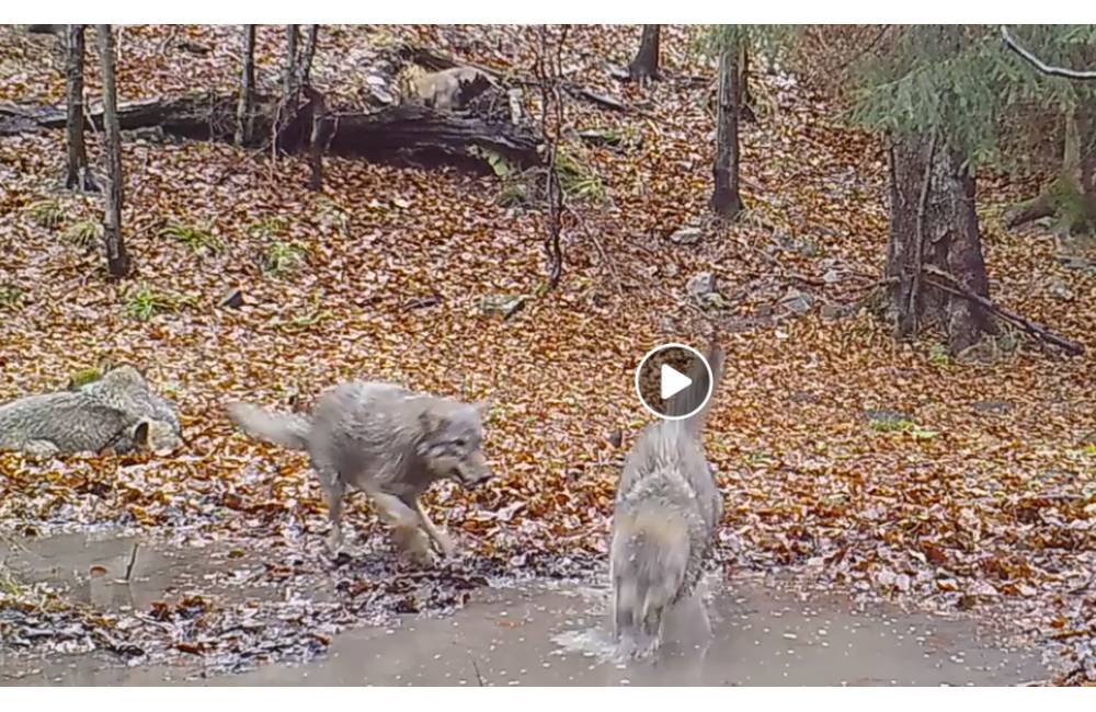 VIDEO: V národnom parku Babia Hora na hraniciach zachytili hry vlčej svorky