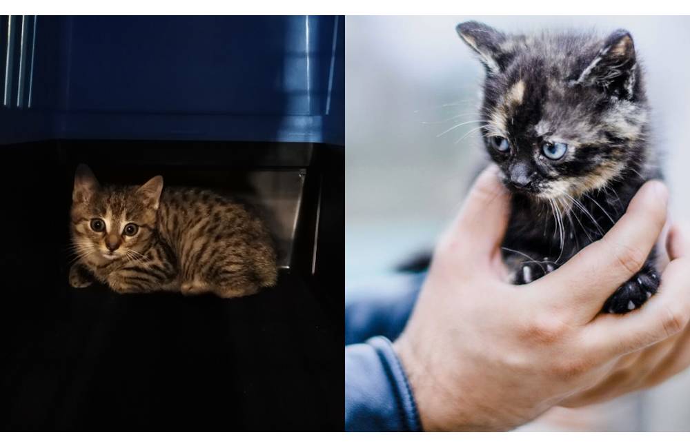 OZ Žilinské labky získalo grant na pomoc pouličným mačičkám v Žiline