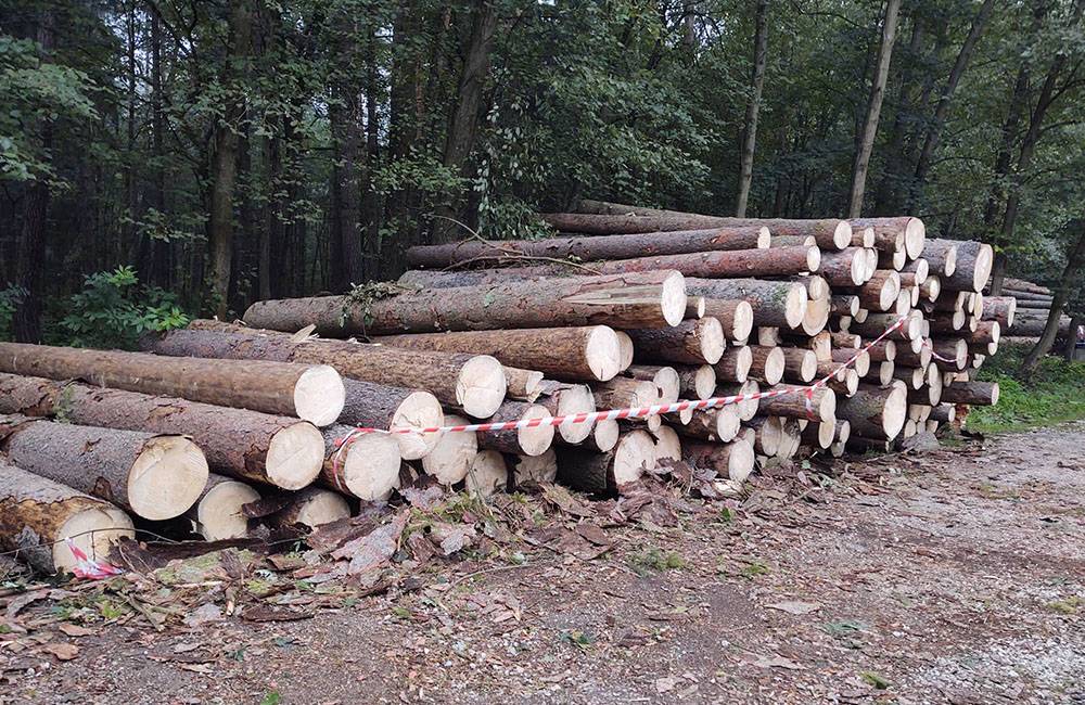 Mesto začalo asanovať choré stromy v Lesoparku Chrasť, namiesto strojov použijú pri práci kone