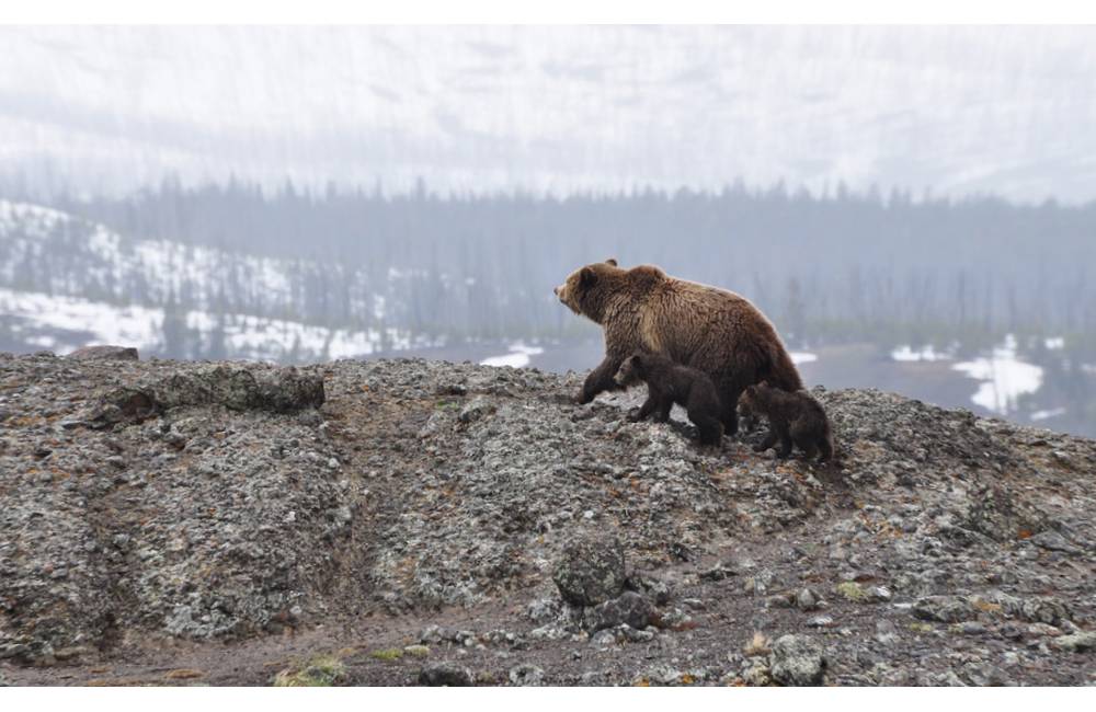 Foto: Vo Svederníku zaznamenali pohyb medveďa v blízkosti zastavaného územia