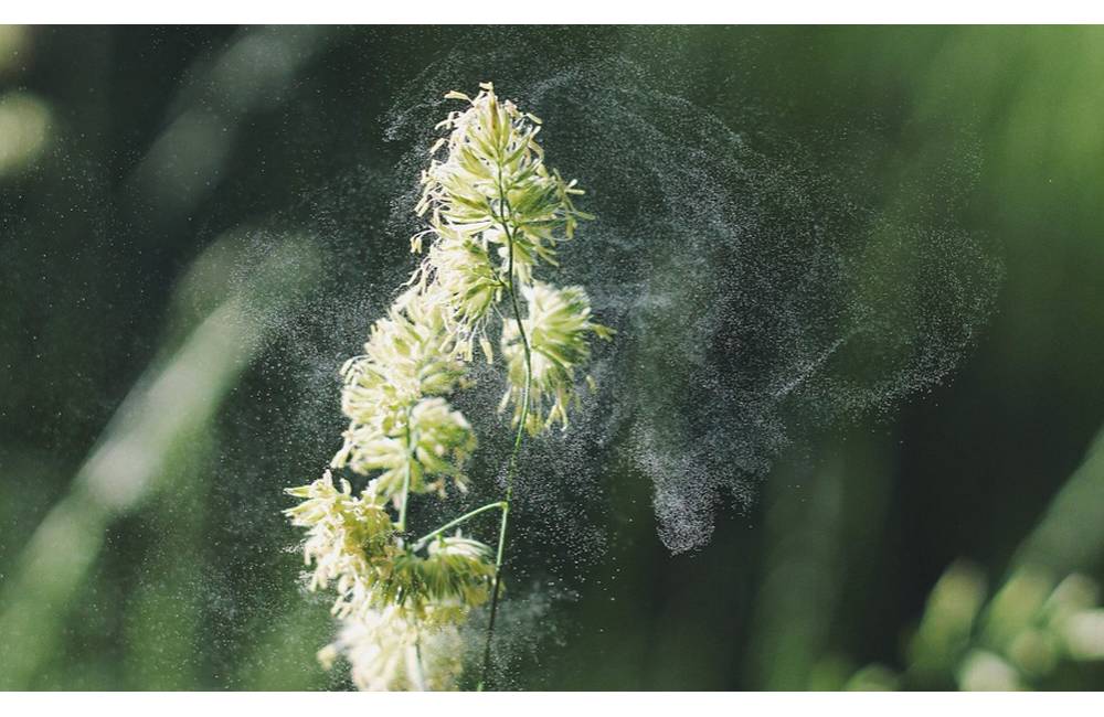 Sezóne alergénov dominuje palina a lipnicovité trávy, v Žiline namerali vysoké denné koncentrácie