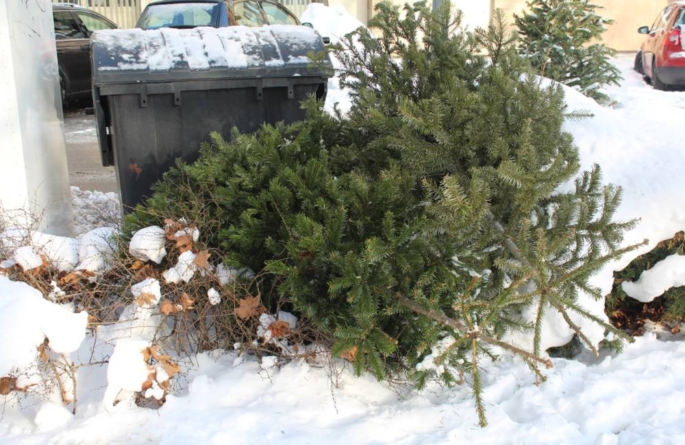Mesto Žilina zabezpečí odvoz použitých vianočných stromčekov