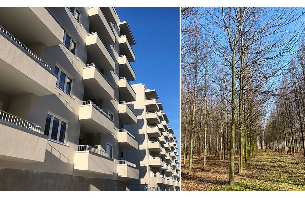 Pri novom bytovom komplexe na sídlisku Vlčince vysadia na jar vzrastlé platany s výškou 12 metrov